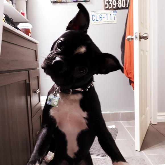 Meet your Posher, Kat - Picture 1 of 1